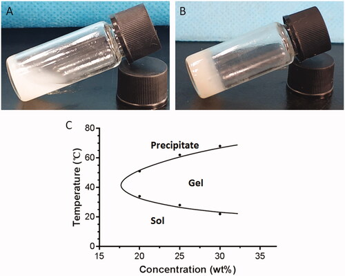 Figure 2. Sol-to-gel transition temperature measurement of PLGA–PEG–PLGA copolymers using the vial inversion test. Copolymers in the sol (A) and gel (B) states; (C) Phase diagram of the sol-gel-precipitation transition as a function of PLGA-PEG-PLGA concentration.