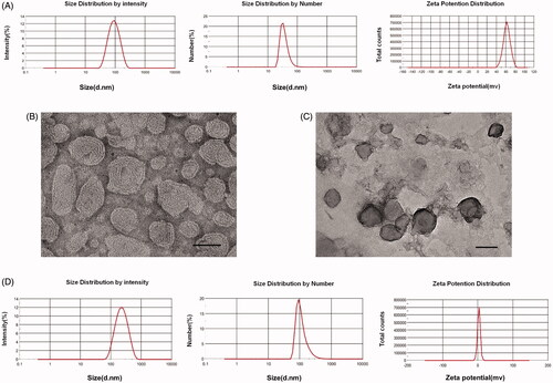 Figure 1. Characterization of DOTAP/chol nanoliposomes and LPD nanoliposomes. (A) Size distribution and zeta potential of DOTAP/chol nanoliposomes. One representative image is shown. (B) TEM images of DOTAP/chol nanoliposomes. Bars represent 50 nm. (C) TEM images of LPD nanoliposomes. Bars represent 100 nm. (D) Size distribution and zeta potential of LPD nanoliposomes. One representative image is shown.