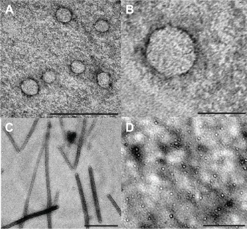 Figure 5 Transmission electron microscopy (TEM) images of nanostructures revealed at different pH and ionic strength. (A) 20 mM Acetate buffer, pH 4.5, NaCl 150 mM. The TEM micrograph shows nearly spherical nanoparticles with a diameter size variability that has been estimated to be 60±15 nm. The bar at the bottom of the picture corresponds to 200 nm. (B) Zoom of a single nanoparticle of (A). The bar at the bottom of the picture corresponds to 50 nm. (C) 20 mM 2-(N-morpholino)ethanesulfonic acid buffer, pH 6, NaCl 150 mM. The TEM micrograph shows long rods with a lateral dimension of 40–100 nm and a length in the order of a few millimeters. The bar at the bottom of the picture corresponds to 500 nm. (D) 20 mM Tris HCl in the presence of 150 mM NaCl and 200 mM CaCl2. The TEM image reveals the presence of small spots that are compatible with the expected presence of VP6 trimers.Citation5 The bar at the bottom of the picture corresponds to 200 nm.