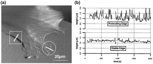 Figure 1. (a) Topographic image of a living fibroblast measured by AFM. (b) The height variations with time at the protruding edge and the stable edge which were marked individually as circle and rectangular area in (a).