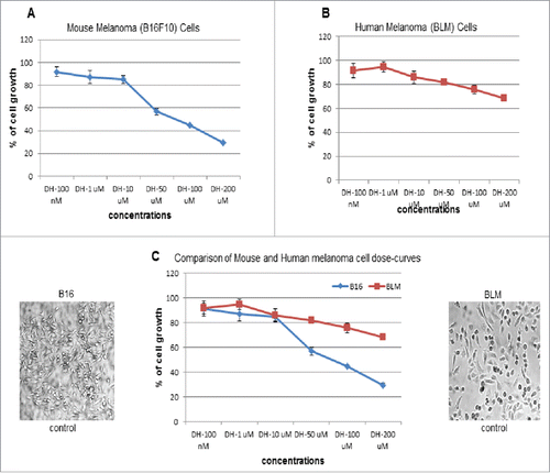 Figure 1. Comparison of Dose-response curves: Dose response studies were carried out with mouse and human melanoma cell lines starting from 100 nM up to 200 μM concentrations of DHEA. Cells were incubated with DHEA for 48 hrs. After 48 hrs of incubation, MTT assay was carried out to check cell growth. (A) Mouse melanoma (B16F10) cells showed a dose-dependent decrease in cell growth and significant inhibition (30%) at 200 μM concentration. (B) Human melanoma (BLM) cells showed a muffled response with mild inhibition of cell growth (69%) even at 200 μM concentration of DHEA. (C) When dose-response curves of both cell lines were compared, the difference in the response appeared after 10 μM concentration of DHEA.