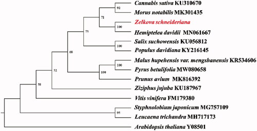 Figure 1. The phylogenetic tree of 14 plant mitochondrial genomes based on 17 common protein-coding genes using Arabidopsis thaliana as an out-group. The number on each node indicates the bootstrap value.