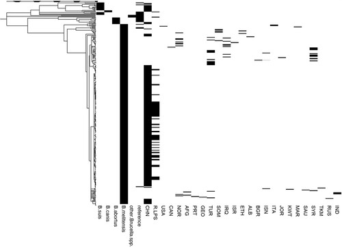 Figure 1. Phylogenetic tree generated by the neighbour-joining method. The phylogenetic tree included the species B. suis, B. canis, B. abortus, B. melitensis and other Brucella spp. and the locations CHN, USA, among others. R-LPS refers to rough Brucella spp., including B. canis, B. ovis and rough B. melitensis. The abbreviations for the countries are shown in Table S1. A total of 306 strains (including 199 strains isolated in China and 107 foreign strains) were used to construct the phylogenetic tree.