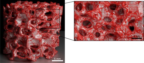 Figure 8. Superimposition of the binned 10 ppi sample without (red, 1.3 GB) and with (white, 130 MB) decimation and smoothing performed. The processing steps reduce the stepped surface appearance while preserving the overall geometry.