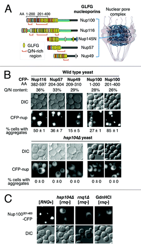 Figure 1. GLFG nucleoporins form prion-like aggregates. (A) Diagram of the NPC and of intrinsically-disordered GLFG nups populating its conduit. Each GLFG nup is shown as a purple rectangle (N-terminus at left) and the location of FG motifs is indicated by vertical ovals. GLFG motifs are yellow, FxFG red, SPFG dark green, FxFx light gray, SAFG dark blue, PSFG bright green, NxFG light blue, SLFG orange, xxFG white, and FxxFG lime green. The red brackets below each nup highlight the center of Q/N rich regions larger than 100 AA featuring ≥ 30% Q/N content within 80 consecutive AAs. The horizontal gray rectangle in each nup marks its known or presumed NPC anchor domain.Citation57 (B) Intracellular aggregation of Q/N-rich regions of GLFG nups. Q/N-rich regions of Nup116, Nup57, Nup49 and Nup100 were overexpressed as CFP fusions in WT and hsp104Δ yeast from a constitutive ADH1 promoter. The percentage of cells (n > 400) with fluorescent Nup-CFP aggregates is indicated; standard deviation is from two independent experiments. (C) [RNQ+]-dependence of Nup100201–400 aggregation. Nup100201–400-CFP was overexpressed as in (B) in [RNQ+] cells and in cells converted to [rnq-] by deletion of HSP104 (hsp104Δ); by deletion of RNQ1 (rnq1Δ); or by treatment with 5 mM GdnHCl.