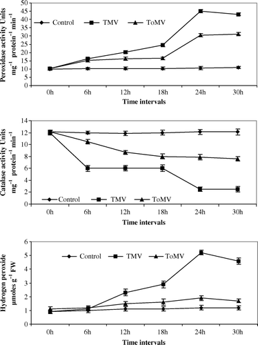 Figure 1.  (a–c) Changes in peroxidase, catalase and hydrogen peroxide in tomato seedlings inoculated with TMV and ToMV. The data represents mean of three replicates±SE.