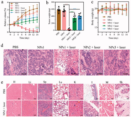 Figure 5. In vivo antitumor activity of different NPs. (a) Changes in tumor volume of five groups including PBS, NPs1, NPs1 (laser), NPs2 (laser), NPs3 (laser), during 14 days treatment (n = 6). (b) The final tumor weight of five groups after 14 days of treatment. (c) Variation of the body weight within 14 days of treatment. (d) H&E staining of excised tumor tissue after the phototherapeutic treatment, the scale bar was 50 μm. (e) H&E staining of important organs in the groups of PBS and NPs1 (laser), the scale bar was 50 μm (T, H, Li, Sp, Lu, K, I, M, and Sk represented tumor, heart, liver, spleen, lung, kidney, intestine, muscle, and skin, respectively). The dose of NPs in these experiments was 7.5 mg/kg, and the data were presented as mean ± s.d. (*P < .1, **P < .01, ***P < .001).