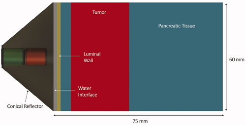 Figure 2. Cross-sectional slice of the 3D generalized tissue model and conical applicator as applied for parametric acoustic and thermal studies of hyperthermia delivery to pancreatic tumors.