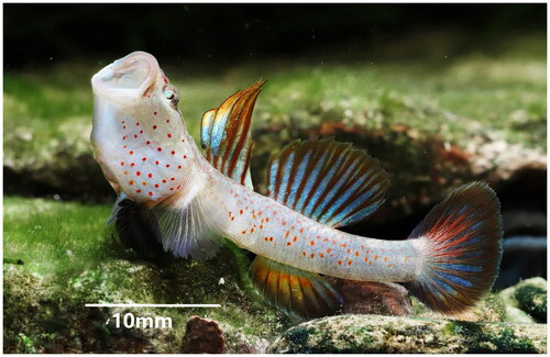 Figure 1. The specimen of Rhinogobius lentiginis from Lingjiang River, Linhai City, Zhejiang Province, China. The main identifiable morphological features are the first dorsal fin VI; the second dorsal fin I, 8; gluteal fin I, 7–8 (mainly 7); pectoral fin 14–15; longitudinal scales 30–32; transverse scales 10–11; dorsal fin anterior scale 0; vertebrae number 26–27 (mainly 27); complete type of sensory canal pores (Li Citation2011). (Photo by Lin Song).