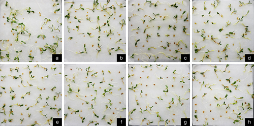 Figure 3. Effect of exogenous H2S on the growth of alfalfa plants treated with 2 mM Cr(III) for 5 days after planting. a. CK; b. 2 mM Cr; c. 2 mM Cr +0.02 mM NaHS; d. 2 mM Cr +0.05 mM NaHS; e. 2 mM Cr +0.08 mM NaHS; f. 2 mM Cr +0.10 mM NaHS; g. 2 mM Cr +0.15 mM NaHS; h. 2 mM Cr +0.2 mM NaHS.