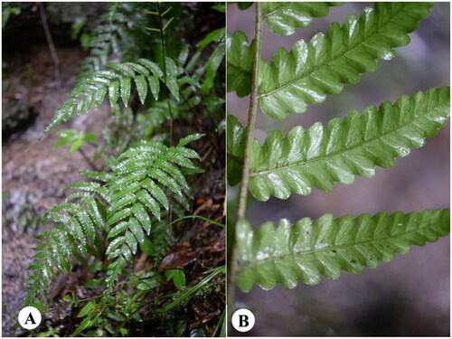 Figure 1. Species reference images of Bolbitis laxireticulata. (A) Plant shape of B. laxireticulata. (B) Morphological characteristics of leaves of B. laxireticulata (lobes varied in length and irregular, reticulate veins conspicuous). The species photo was taken by the author in Nankunshan Nature Reserve, Longmen Country, Huizhou, China, August 2021, without any copyright issues.