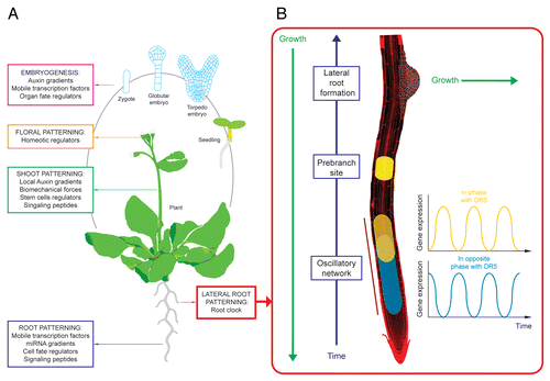 Figure 2 Patterning throughout the life cycle of the Arabidopsis thaliana plant includes hormone gradients, fate regulators, signaling molecules and the root clock (A). Positioning of new lateral roots is mediated by an oscillatory network at the root tip (the root clock) that establishes prebranch sites (B). Prebranch sites subsequently develop into new lateral roots.
