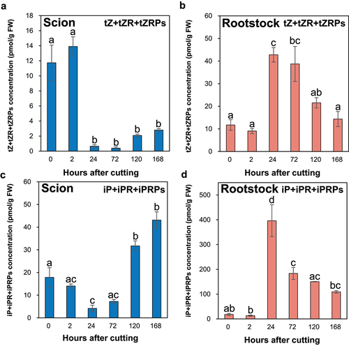 Figure 2. The major tZ- and iP-type CK concentrations at the incision sites of the ungrafted scion and rootstock of N.benthamiana. The total concentrations of the major tZ-type CKs (tZ, tZR, and tZRPs; a,c) and iP-type CKs (iP, iPR, and iPRPs; b,d) in the incision sites of the ungrafted scion and rootstock. Blue and pink indicate ungrafted scion and rootstock, respectively. Different letters indicate significant differences according to the Tukey-Kramer test (p ≤ 0.05). Values are the means of four biological replicate samples, and error bars indicate the standard error of four biological replicate samples.