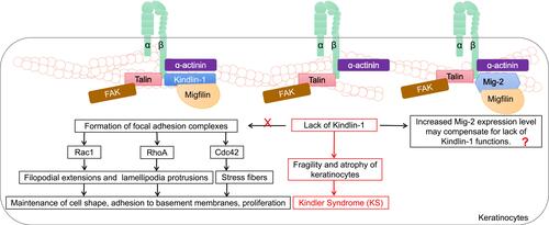 Figure 3 The roles of Migfilin and Kindlins in keratinocytes. Kindlin-1 forms focal adhesion complexes with integrin β1 subunit, focal adhesion kinase (FAK), α-actinin and Migfilin. Rho family GTPase Cdc42, Rac1 and RhoA signaling are activated and mediate filopodial extensions, lamellipodia protrusions, and stress fibers through multiple downstream molecular effectors, which plays an important role in maintaining cell shape, adhesion to basement membranes, proliferation of keratinocytes. The lack of these Kindlin-1-related biological functions forms the biological basis for fragility and atrophy of keratinocytes in the pathology of Kindler Syndrome (KS). It is possible that this process can proceed because an increase in Mig-2 expression level may compensate for lack of kindlin-1 functions. The interplay between Kindlin-1, Migfilin and Mig-2 in the pathology of KS remains to be further explored.