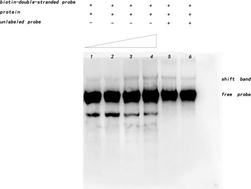 Figure 7 Interaction between Rv1453 protein and Rv1455 double-stranded probe.