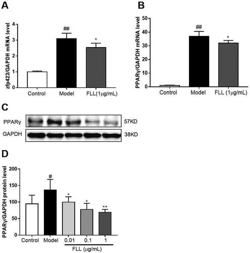 Figure 7. FLL inhibits the maturation of adipocytes but not of preadipocytes. (A) The BMMSCs were cultured with adipocyte-inducer solution for 1 d, and FLL inhibit zfp423 mRNA expression. (B–D) Incubation with FLL for 7 d significantly inhibited the level of PPARγ mRNA and protein. #p < 0.05 compared with control; ##p < 0.01 compared with control; *p < 0.05 compared with the model; **p < 0.01 compared with the model (n = 3).