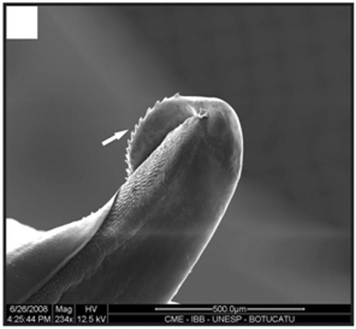 Figure 19. Detail of the terminal expansion of the petasma in a specimen with 12.4 mm CL. Spines (arrow). Scale bar = 500 µm.