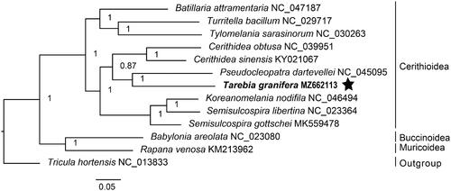 Figure 1. Bayesian 50% majority-rule consensus tree of 10 cerithioidean gastropods based on 12 mitochondrial PCGs and two rRNA genes. The analysis included also representatives of the superfamilies Buccinoidea and Muricoidea. Tricula hortensis (Truncatelloidea) was used as outgroup.