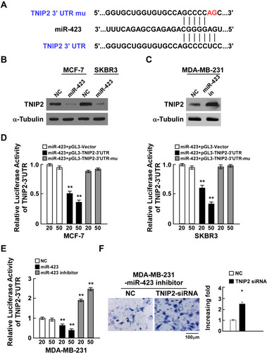 Figure 3 miR-423 directly targets TNIP2 in breast cancer cells. (A) Sequence of the TNIP2 3ʹ-UTR shows the miR-423 binding seed region and mutation of the TNIP2 3ʹ-UTR seed region. (B) TNIP2 protein expression in MCF-7 and SKBR3 cells transfected with miR-423 or negative control (NC). α-Tubulin was used as loading control. (C) TNIP2 protein expression in MDA-MB231 cells transfected with miR-423 inhibitor or negative control (NC). (D) Relative luciferase activity of MCF-7 and SKBR3 cells co-transfected with increasing amounts of miR-423 mimic oligonucleotides (20 and 50 nM), and the pGL3 control reporter, pGL3-TNIP2-3ʹUTR reporter, or pGL3-TNIP2-3ʹUTR-mu reporter. (E) Relative luciferase activity of MDA-MB-231 cells transfected with increasing amounts of miR-423 mimic oligonucleotides (20 and 50 nM) or miR-423 inhibitor oligonucleotides (20 and 50 nM). (F) Transwell assay of indicated cells. Bars represent the mean ± SD of three independent experiments; **P < 0.01,*P < 0.05.