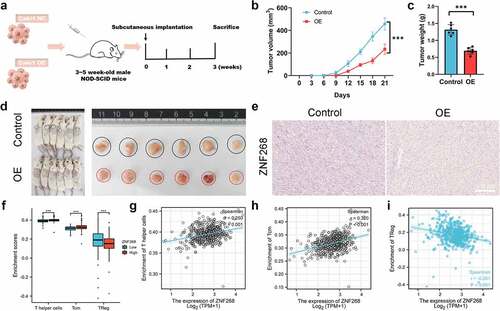 Figure 3. ZNF268 suppresses Caki-1 proliferation in vivo through regulating immune cell infiltration (a) Schematic representation of the Xenograft tumor model establishment. Analysis of tumor volume (b) and weight of xenograft tumors (c) (n = 6 each group). (d) Representative images of mice and the tumors with the two cells injection, and the tumors in the two subgroups. (e) Representative IHC staining images of ZNF268 in the two groups. (f) The relationship between ZNF268 expression and T helper cell, TCM and Treg cells infiltration in ccRCC. ZNF268 expression is positively correlated with T helper (g) and TCM (h) cells infiltration, which is contrary with Treg (i) cell infiltration. (Data represent means ± SD, ns represents no statistical difference, ***p < 0.001 and ****p < 0.0001).