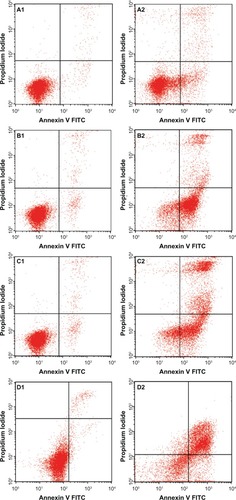 Figure 5 Flow cytometric analysis of Jurkat cells treated with the zerumbone-loaded nanostructured lipid carrier and after staining with FITC-conjugated Annexin V and propidium iodide. (A1–D1) Untreated Jurkat cell control at 6, 12, 24, and 48 hours, respectively. (A2–D2) Jurkat cells treated with the zerumbone-loaded nanostructured lipid carrier for 6, 12, 24, and 48 hours, respectively.Abbreviation: FITC, fluorescein isothiocyanate.