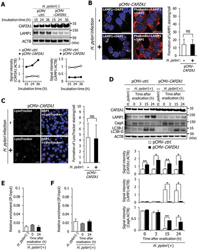 Figure 5. Overexpression of CAPZA1 inhibits the formation of CagA-degrading autolysosomes via repressing LAMP1 expression. (a) AGS cells were transfected with pCMV-control or pCMV-CAPZA1 plasmid, incubated for the indicated time periods, and then CAPZA1 and LAMP1 expression levels were determined. (b) AGS cells were transfected with pCMV-CAPZA1 plasmid, infected with H. pylori for 5 h (MOI 50), and incubated in a medium containing antibiotic for 24 h. Then, LAMP1 and phalloidin staining were performed. Nuclei (blue) were stained with DAPI. Scale bar: 20 μm. The number of LAMP1-staining puncta were counted by using the ImageJ program. Data are presented as the mean ± SD of 3 independent images. NS, not significant. (c) AGS cells were transfected with pCMV-CAPZA1 plasmid, infected with H. pylori for 5 h (at MOI 50), and incubated in a medium containing antibiotic for 24 h. Then, LysoTracker Red DND-99 staining was performed. Nuclei (blue) were stained with DAPI. Scale bar: 20 μm. The number of LysoTracker Red-staining puncta were counted by using the ImageJ program. Data are presented as the mean ± SD of 3 independent images. NS, not significant. (d) AGS cells were transfected with pCMV-control or pCMV-CAPZA1 plasmids, infected with H. pylori for 5 h (MOI 50), and incubated in a medium containing antibiotic for the indicated times. Data are presented as the mean ± SD of 3 independent assays. *P < 0.05, **P < 0.01. (e) AGS cells were transfected with pCMV-CAPZA1 plasmid, infected with H. pylori for 5 h (at MOI 50), and incubated in a medium containing antibiotic for 24 h. Then, a ChIP assay was performed on these cells with an anti-LRP1-carboxyterminal end antibody. Real-time PCR demonstrated relative enrichment of LAMP1 target promoter genes in the DNA fragments pulled down by an anti-LRP1-carboxyterminal end antibody. Result shown is representative of those observed in 2 independent experiments. (f) AGS cells were infected with H. pylori for 5 h (MOI 50) and incubated in a medium containing antibiotic for 24 h. Then, a ChIP assay was performed on these cells with an anti-CAPZA1 antibody. Real-time PCR demonstrated relative enrichment of LAMP1 target promoter genes in the DNA fragments pulled down by an anti-CAPZA1 antibody. Result shown is representative of those observed in 2 independent experiments.