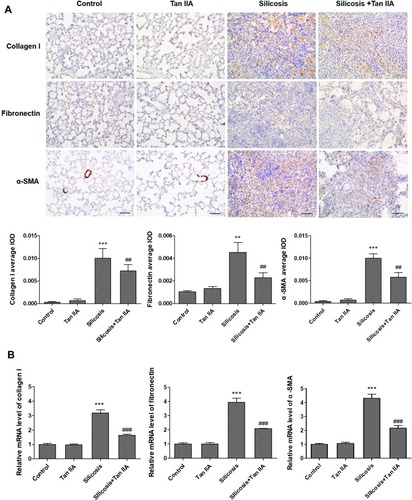 Figure 4 Effects of tanshinone IIA on collagen I, fibronectin and α-SMA expression in lung tissues of silicosis rats. (A) Representative collagen I, fibronectin and α-SMA expression determined by immunohistochemistry (magnification, 200×); the average IOD was calculated as total IOD value/total area in similar size lung area from each group. (B) RT- PCR of collagen I, fibronectin and α-SMA mRNA expression of lung tissues in four groups. Data are presented as the mean ± standard deviation of at least three repeat experiments, **P<0.01, ***P<0.01 vs the control group; ##P<0.01, ###P<0.001 vs the silicosis group. Scale bar=50 μm.