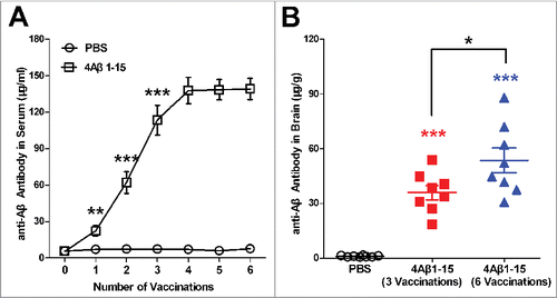 Figure 1. Levels of anti-Aβ antibodies in sera and brain. (A) Anti-Aβ antibodies in blood samples one week after each vaccination markedly increased and then entered a platform stage after the third vaccination. (B) Anti-Aβ antibodies in brains were higher after the sixth vaccination compared with the third vaccination. The data are presented as the means ± SD (n = 8, *P < 0.05, **P <0.01, *** P < 0.001).