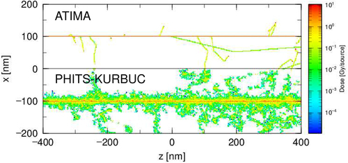 Figure 4. Trajectories of carbon ions with 5 MeV/n in water simulated using the continuous slowing-down approximation, based on ATIMA (upper), and track-structure mode based on KURBUC (lower) in PHITS.