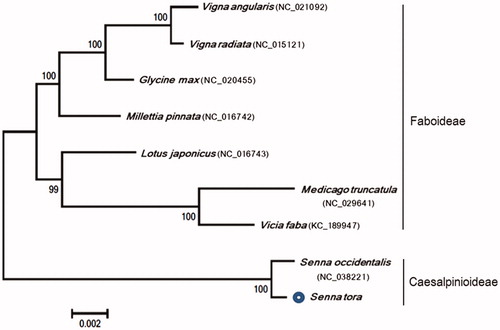 Figure 1. Phylogeny of S. tora and eight related species based on mitochondrial genome sequences. The phylogenetic tree was constructed using maximum likelihood method with 1000 bootstrap replicates based on 21common protein-coding genes of nine species mitochondrial genomes in the Fabaceae family.