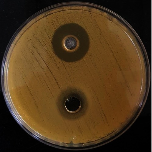 Figure 10 Well diffusion assay of Staphylococcus aureus treated with clove bud emulsion (top) and clove bud oil (bottom).