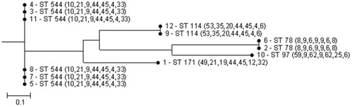Figure 1 Multi-locus sequence typing (MLST) phylogenetic tree of the 12 carbapenem-resistant E. cloacae strains.