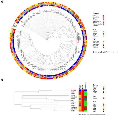 Figure 2 (A) The phylogenetic relationship between P. putida PP_2463 and a total of 192 P. putida strains currently deposited in the NCBI GenBank database. (B) The phylogenetic relationship between P. putida PP_2463 and a total of 12 P. juntendi strains currently available in the NCBI GenBank database. The distance of SNPs is represented by the branch length. The positions corresponding to the three circles represent the continent, host and the isolation date, respectively.