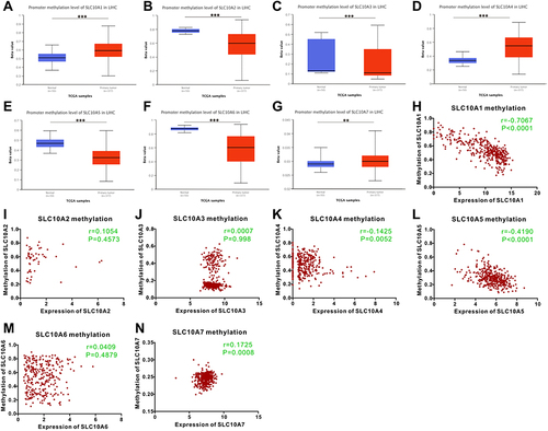 Figure 4 Methylation status of SLC10 family genes in liver cancer based on TCGA-LIHC dataset. Methylation levels of SLC10 family genes were significantly different between normal tissues and malignant liver tissues ((A) SLC10A1, (B) SLC10A2, (C) SLC10A3, (D) SLC10A4, (E) SLC10A5, (F) SLC10A6, (G) SLC10A7). The scatter plots of correlations between expression of SLC10 family genes and DNA methylation in liver cancer ((H) SLC10A1, (I) SLC10A2, (J) SLC10A3, (K) SLC10A4, (L) SLC10A5, (M) SLC10A6, (N) SLC10A7). **Stands for P<0.01, ***Stands for P<0.0001.