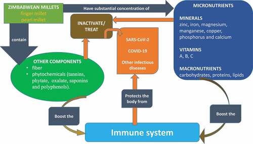 Figure 1. Theoretical framework of the role of millets in COVID-19 treatment and prevention.