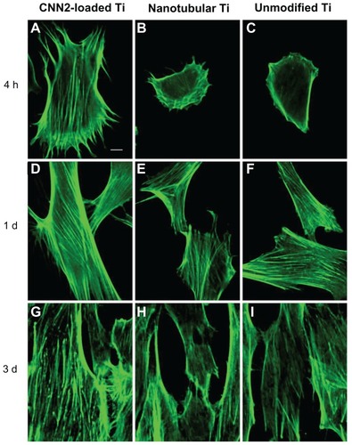 Figure 6 Fluorescent images of actin cytoskeleton among fibroblasts reacting to (A, D, and G) CCN2 (connective tissue growth factor)-loaded nanotubular titanium, (B, E, and H) nanotubular titanium, and (C, F, and I) unmodified titanium surfaces after (A–C) 4 hours, (D–F) 1 day, and (G–I) 3 days.Note: Bar = 10 μm.Abbreviations: CNN2, connective tissue growth factor; d, days; h, hours; Ti, titanium.