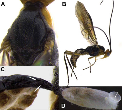 Figure 2. Meteorus albisericus sp. nov. (A) Mesonotum with distinctive notauli; (B) habitus male in lateral view; (C) tergite one (T1) – the upper white arrow indicates the dorsope, the lower white arrow indicates the laterope; (D) cocoon – the white arrow indicates the presence of a pad on anterior end seen from inside.