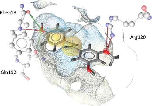 FIGURE 2 Docking pose of pinostilbene in COX-2. Spheres signify hydrophobic interactions with the binding pocket. The arrows pointing from protein structure to pinostilbene signify a hydrogen bond acceptor. The arrows pointing from pinostilbene to protein structure signify hydrogen bond donor interaction.