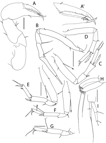 Figure 15. Pseudotanais rapunzelae sp. nov., (a), cheliped with (a') detail of chela; (b), pereopod-1; (c), pereopod-2; (d), pereopod-3; (e), pereopod-4; (f), pereopod-5; (g), distal articles of pereopod-6; (h), pleopod; (i), uropod. Scale lines = 0.1 mm