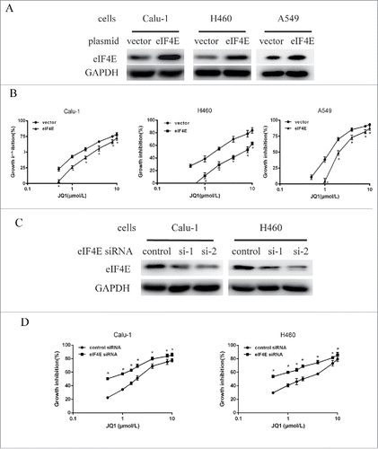 Figure 3. Overexpression or knockdown of eIF4E expression partially abrogated or enhanced the growth inhibitory effect of JQ1 in NSCLCs, respectively. A, Calu-1, H460, and A549 cells were transiently transfected with eIF4E plasmid and the control vector for 48h using lipofectamine 2000, then subjected to western blot assay. B, cells transfected with plasmids as aforementioned for 24 h were re-seeded to 96-well plates, treated with different concentrations of JQ1 as indicated for another 3 days, and subjected to SRB assay. C, Calu-1 and H460 cells were transfected with 2 sequences of eIF4E siRNAs or the control siRNAs for 48h, then subjected to western blot assay. D, cells transfected with the pool of eIF4E siRNAs or the control siRNAs for 24h were re-seeded to 96-well plates and treated with JQ1 as indicated, and then subjected to SRB assay. Points, means of four replicate determinations; bars, SD. *, P < 0.05. The data are representatives of three independent experiments.