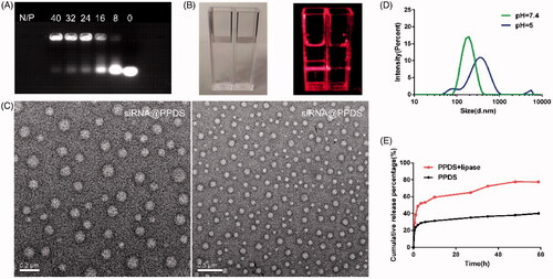 Figure 1. Preparation, characterization, release performance of PPDS. (A) Agarose gel retardation of siRNA@PPDS at various N/P ratios. (B) The Tyndall phenomenon of siRNA@PPDS. Left inset: siRNA@PPDS and water without laser irradiation; right inset: siRNA@PPDS and water with laser irradiation. (C) TEM image of siRNA@PPDS. Scale bar = 0.2 μm, 0.5 μm, respectively. (D) Hydrodynamic diameter distribution of siRNA@PPDS by DLS at pH = 7.4 or pH = 5. (E) Lipase-responsive release curve of SAHA in simulated lysosome juice in 60 h.