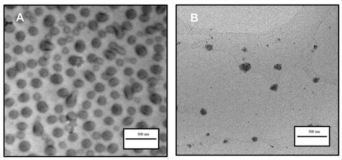Figure 3 TEM micrograph of lbMPMs[NaDOC] and lbMPMs[PP123]. (A) Honokiol/magnolol: lecithin: NaDOC in a ratio of 6:2:5. (B) Honokiol/magnolol: lecithin: PP123 in a ratio of 1:1:10.