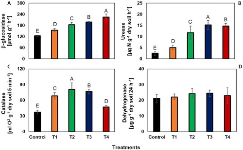 Figure 2. The effect of vermicompost treatments on soil β-glucosidase [A], Urease [B], Catalase [C], and Dehydrogenase [D] enzyme activities investigated in the study. Error bars represent the standard error of the mean for each treatment (n = 3). Average values (n = 3) marked with different letters in the same column are significantly different according to Duncan post-hoc tests at P < 0.05.