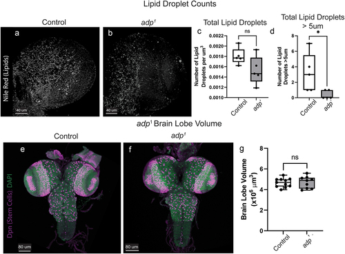 Figure 3. adp1 shows no difference in number of brain lipid droplets nor brain lobe volume. Nile red staining in the third-instar brain lobe showed no difference between (A) controls (w1118) and (B) adp1 in the total number of lipid droplets, quantified in (C), where each dot represents a single brain lobe (independent t-test, t = 1.154, dF = 8, p = 0.2819). (D) adp1 mutants have significantly less lipid droplets greater than 5 µm in diameter, where each dot represents a single brain lobe (independent t-test, t = 2.456, dF = 8, p = 0.0396). Immunohistochemistry staining of third-instar larval (E) w1118 control and (F) adp1 brains showing Deadpan (Dpn, stem cells, magenta) and DAPI (DNA, green). (G) Brain lobe volume of w1118 (control) or adp1 third-instar larvae, each dot represents one brain lobe (n = 9–11). The adp1 mutant does not differ in brain lobe volume compared to a w1118 control (independent t-test, t = 0.2020, df = 18, p = 0.8422).
