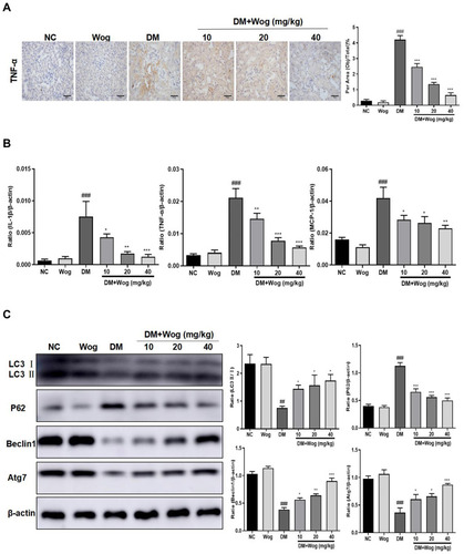 Figure 2 Wogonin attenuates renal inflammation and autophagic dysfunction in diabetic mice. (A) Immunohistochemistry of TNF-α in mice kidney. (B) Real-time PCR of IL-1β, TNF-α, and MCP-1 in mice kidney. (C) Western blot analysis of LC3, P62, Beclin1 and Atg7 in mice kidney. Results represent means ± SEM for 6–8 mice. ##p < 0.01, ###p < 0.001 VS NC. *p < 0.05, **p < 0.01, ***p < 0.001 VS DM. Scale bar = 50μm.