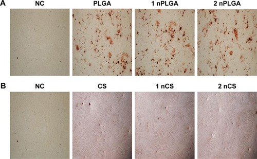 Figure 4 Alizarin Red S staining (×100).Notes: nPLGA groups (A). nCS groups (B).Abbreviations: CS, chitosan; nCS, CS nanoparticles; nPLGA, PLGA nanoparticles; PLGA, poly(lactic-co-glycolic acid).