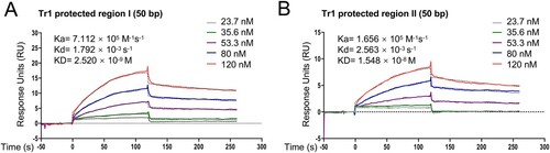 Figure 7. Tr1 has different affinities towards the promoters of p28 and omp-1B. The data indicate SPR determination of interplay between rTr1 and the Tr1 protected region I in the p28 promoter (A) or the Tr1 protected region II in the omp-1B promoter (B). ka, association rate constant; kd, dissociation rate constant; KD, the equilibrium dissociation constant. The concentrations of the proteins are indicated in the inset of the figures.