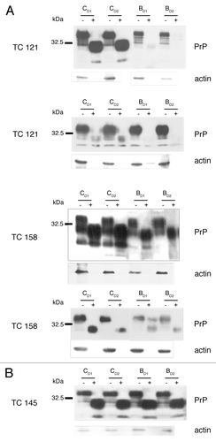 Figure 2. 22L-ScN2a cells. Effect of 5,7,8-trimethyl-1,4-benzoxazine derivatives on PrPSc levels by western blot analysis. (A) inhibitors of PrPSc formation. (B) compound TC145 with no inhibitory effects on PrPSc accumulation. Following incubation with each compound, the cells were treated (+) or not treated (-) with PK. All treatments were performed in duplicates (CD1, CD2 for the control, untreated cells and BD1, BD2 for the 5,7,8-trimethyl-1,4-benzoxazines -treated cells). Two representative blots for each active compound, corresponding to different cell passages, are presented in order to show the reproducibility of the acquired results. For PrP-immunostaining, 6H4 was used, whereas for signal normalization, blots were probed with β-actin (C4) antibody.