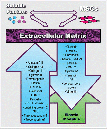 Figure 1. Physical (green color) and compositional (blue color) age-related changes in extracellular matrix (ECM) formed by mesenchymal stem cells (MSCs). Up/down arrows indicate increase or decrease. See Tables 1 and 2 for references.