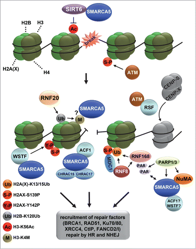 Figure 3. ISWI chromatin remodeling complexes in double strand break repair. Depicted is a model that includes the various functions of different ISWI complexes at sites of double strand break (DSB) repair. DSBs activate the PI3 kinase ATM, which phosphorylates histone variant H2AX at S139 (indicated with S-P), leading to the recruitment of MDC1, RNF8 and RNF168, which mediate a ubiquitylation signaling cascade. RNF168 is PARylated by PARP1 and interacts with SMARCA5. SMARCA5, whose recruitment is also regulated by NuMA and PARP3, stimulates RNF168-mediated histone ubiquitylation (indicated with Ub). At DSBs, SIRT6 deacetylates H3 at K56 (indicated with Ac), after which RNF20 is recruited to ubiquitylate H2B at K120 (indicated with Ub), coinciding with the methylation of H3 at K4 (indicated with M) and recruitment of SMARCA5, which interacts with SIRT6. SMARCA5 is furthermore recruited together with ACF1, CHRAC15 and CHRAC17 as part of the CHRAC complex and with WSTF as part of the WICH complex. WSTF interacts with and phosphorylates H2AX at Y142 (indicated with Y-P) to maintain S139 phosphorylation (indicated with S-P). Finally, RSF promotes the loading of histone-fold proteins CENP-S and CENP-X at or near DSB sites independently of SMARCA5. The recruitment of SMARCA5, ACF1, WSTF and RSF likely leads to the remodeling of chromatin that is necessary for efficient recruitment of repair factors, including BRCA1, RAD51, Ku70/80 and XRCC4, to facilitate repair by homologous recombination and non-homologous end-joining.